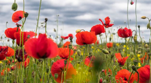 coquelicots